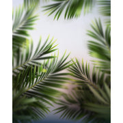 Palm View Tropical Blur